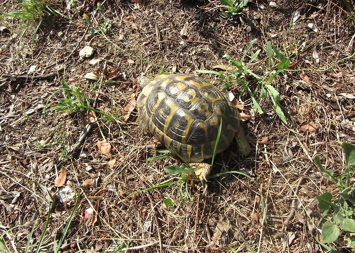 Massacan-vue