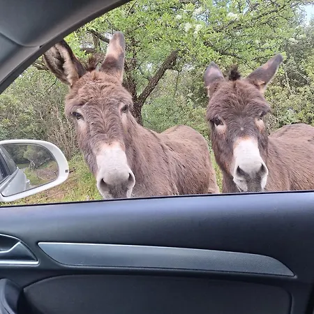 Massacan-vue Le Lavandou