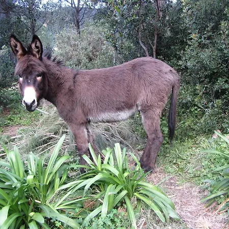 Casa de hóspedes Massacan-vue Le Lavandou