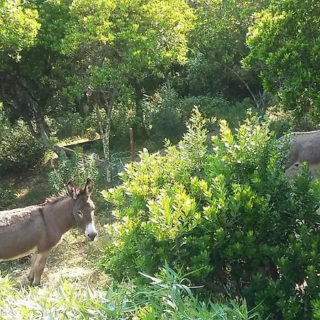 Casa de hóspedes Massacan-vue