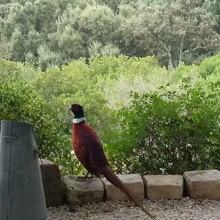 Pensjonat Massacan-vue Le Lavandou