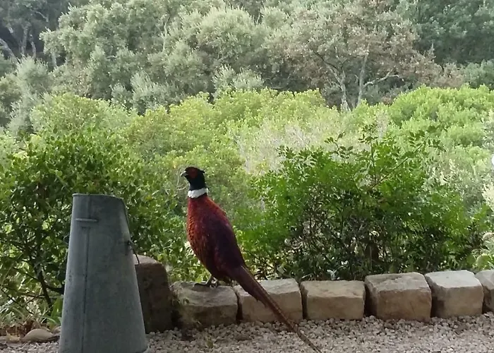 Konukevi Massacan-vue Le Lavandou